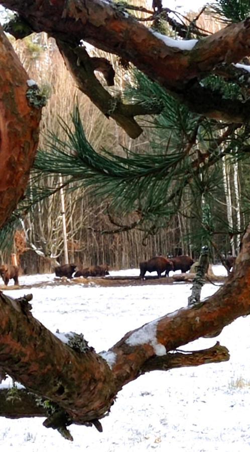 Siedlisko Gruszki Puszcza Bialowieska Narewka المظهر الخارجي الصورة